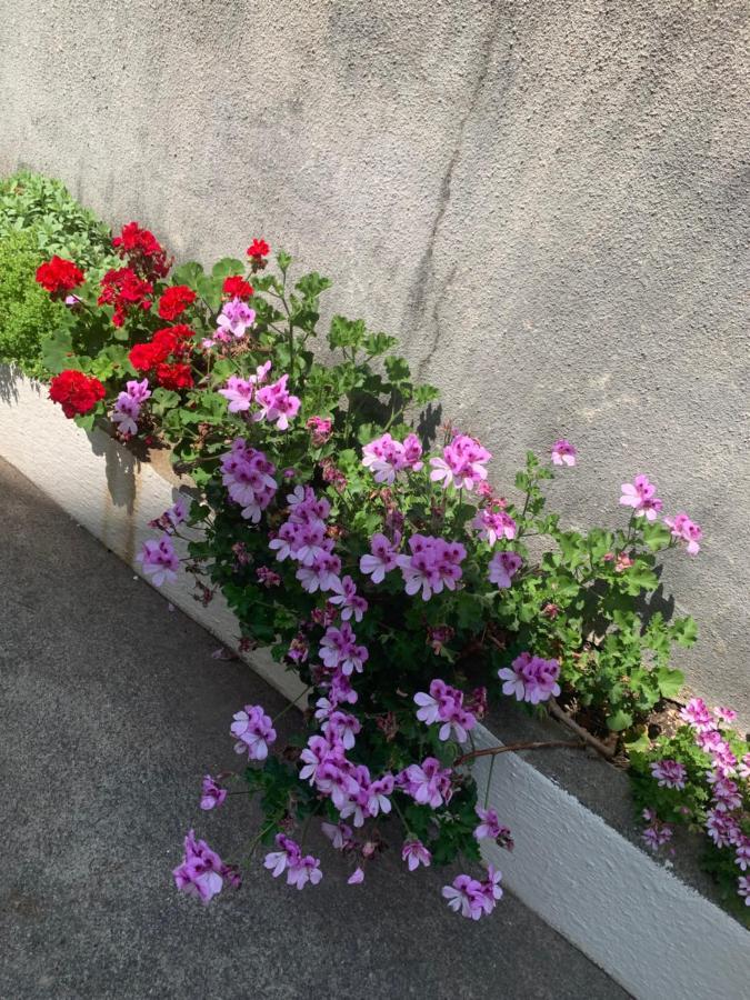 Aida Apartments And Rooms For Couples And Families Free Parking دوبروفينك المظهر الخارجي الصورة